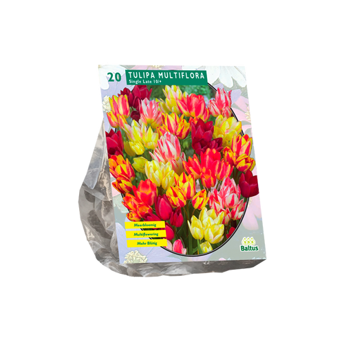 Tulipa Multiflora per 20 - BA302072