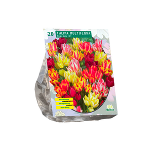 Tulipa Multiflora per 20 - BA302072