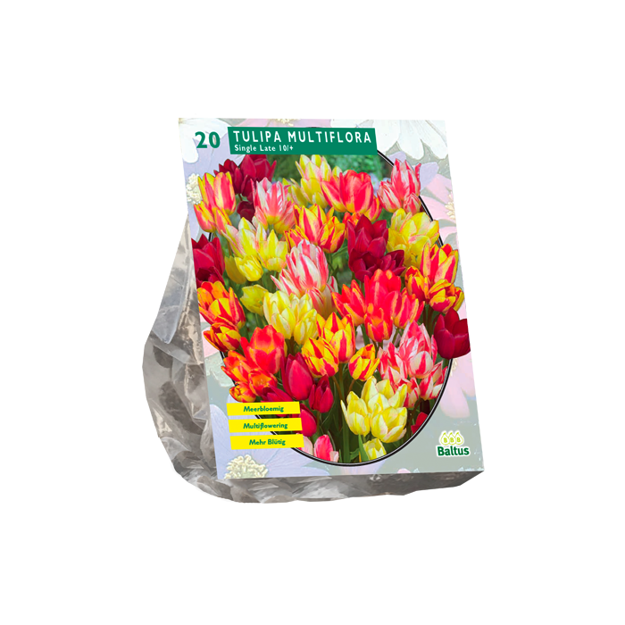 Tulipa Multiflora per 20 - BA302072