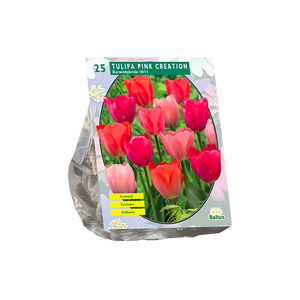 Tulipa Pink Creation per 25 - BA301832