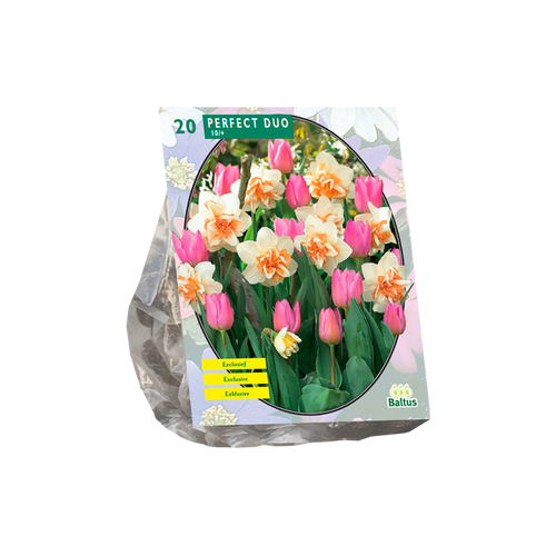 Perfect Duo (Narcissus+Tulipa) per 20 - BA301145