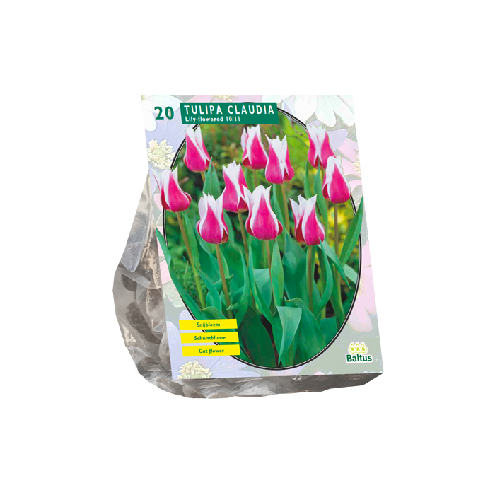 Tulipa Claudia, Leliebloemig per 20 - BA302345