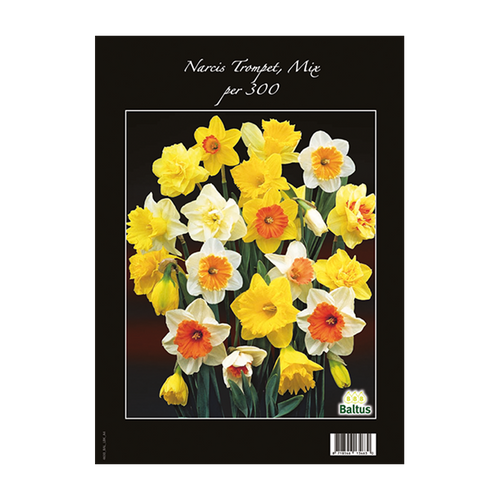 Narcis Trompet, Mix per 300 - BA313300