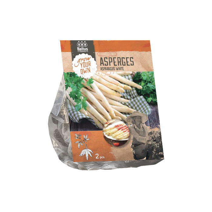 Asparagus Wit per 2 - BP225180