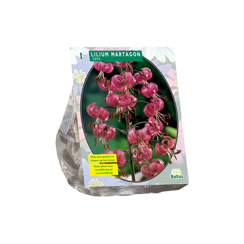 Lilium Martagon per 1 - BA300952