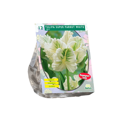 Tulipa White Parrot, Parkiet per 12 - BA301902