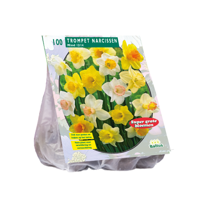 Narcis Trompet, Mix per 100 - BA302618