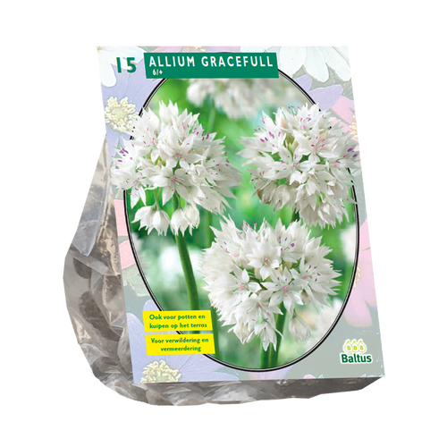 Allium Gracefull per 15 - BA300062