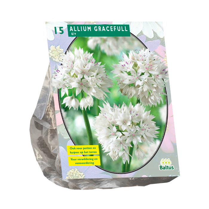 Allium Gracefull per 15 - BA300062