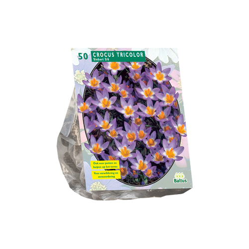 Crocus Sieberi Tricolor per 50 - BA300455