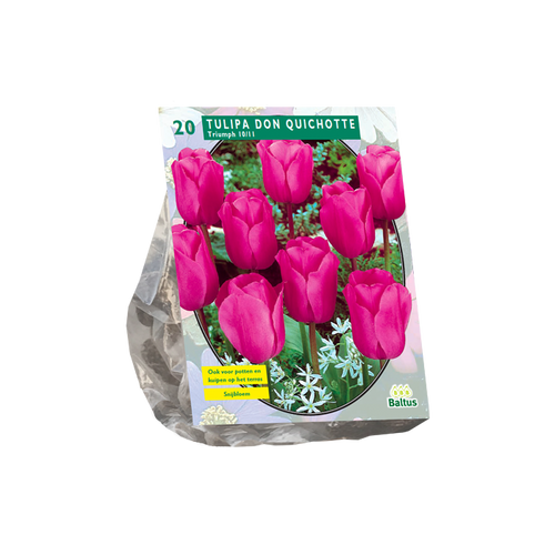 Tulipa Don Quichotte, Triumph per 20 - BA301825