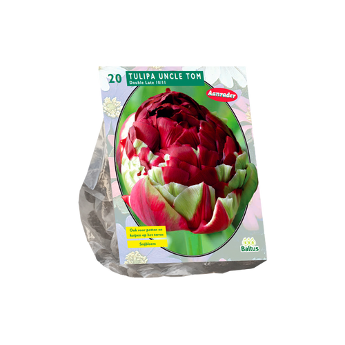 Tulipa Dubbel Laat Uncle Tom per 20 - BA302075