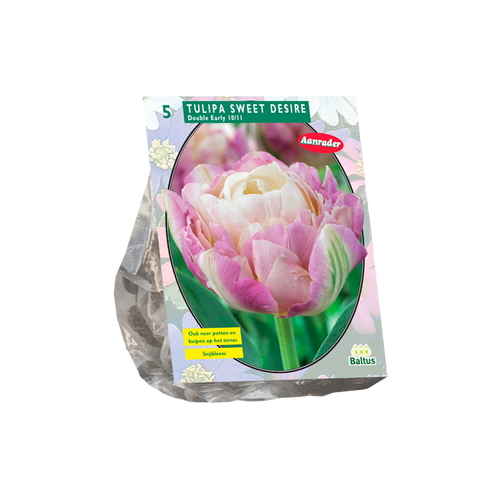 Tulipa Danceline per 5 - BA301988