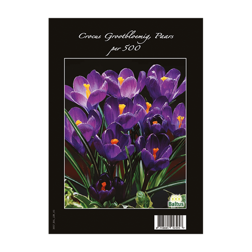 Crocus Grootbloemig, Paars per 500 - BA313125