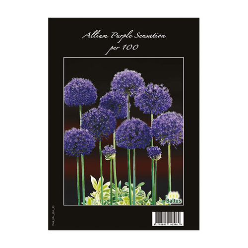 Allium Aflatunense Purple Sensation per 100 - BA313012