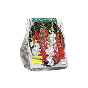Gladiolus Peppermint Mix per 15 - BP201062