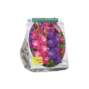 Gladiolus Bridesmaids Mix per 15 - BP201063