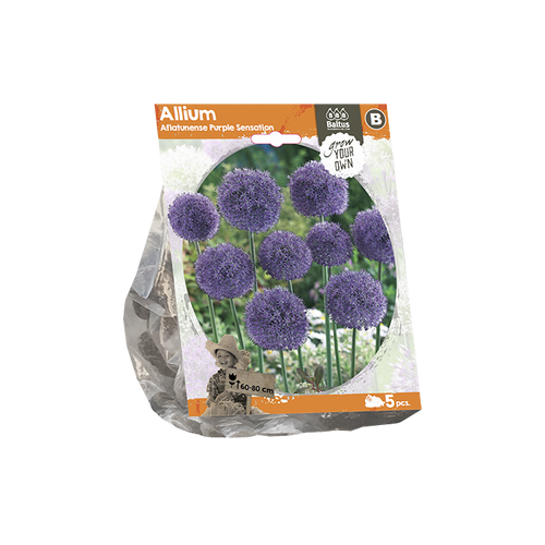 Allium Aflatunense Purple Sensation (Sp) per 5 - BA324010