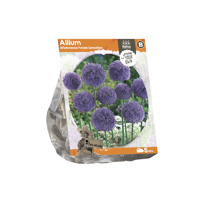 Allium Aflatunense Purple Sensation (Sp) per 5 - BA324010