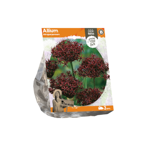 Allium Atropurpureum (Sp) per 3 - BA324020