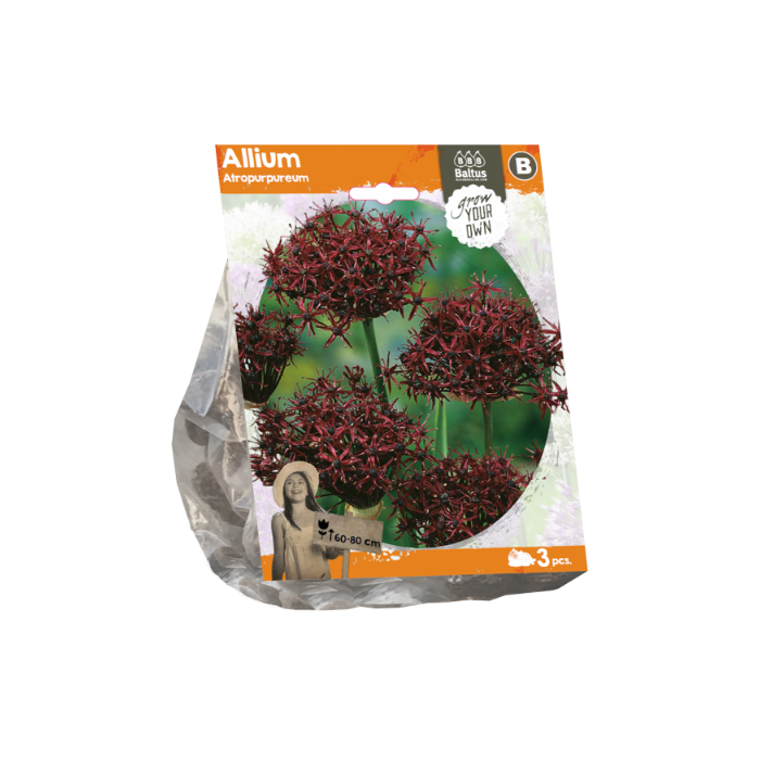 Allium Atropurpureum (Sp) per 3 - BA324020