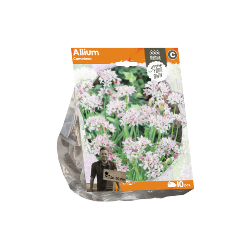 Allium Cameleon (Sp) per 10 - BA324030