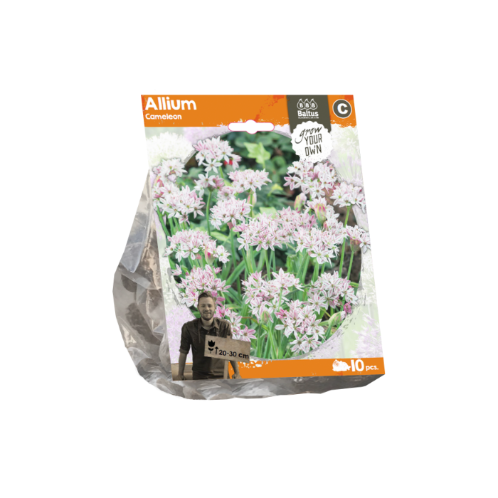 Allium Cameleon (Sp) per 10 - BA324030