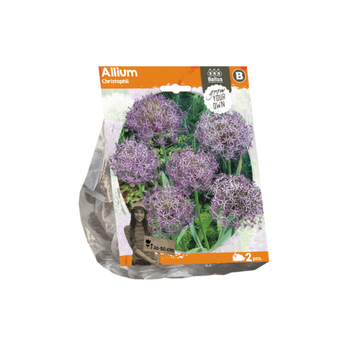 Allium Christophii (Sp) per 2 - BA324040
