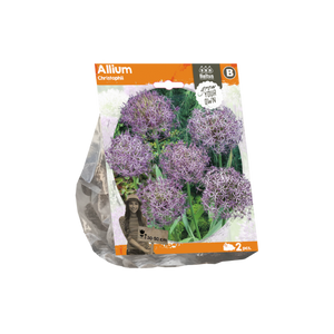 Allium Christophii (Sp) per 2 - BA324040