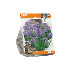 Allium Eros (Sp) per 5 - BA324050
