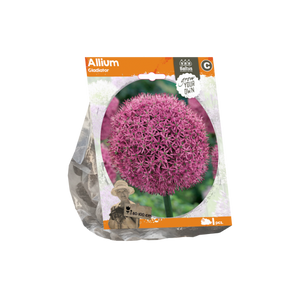 Allium Gladiator (Sp) per 1 - BA324060