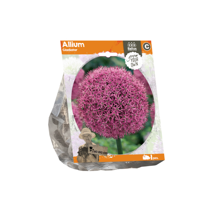 Allium Gladiator (Sp) per 1 - BA324060