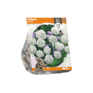 Allium Graceful (Sp) per 5 - BA324070