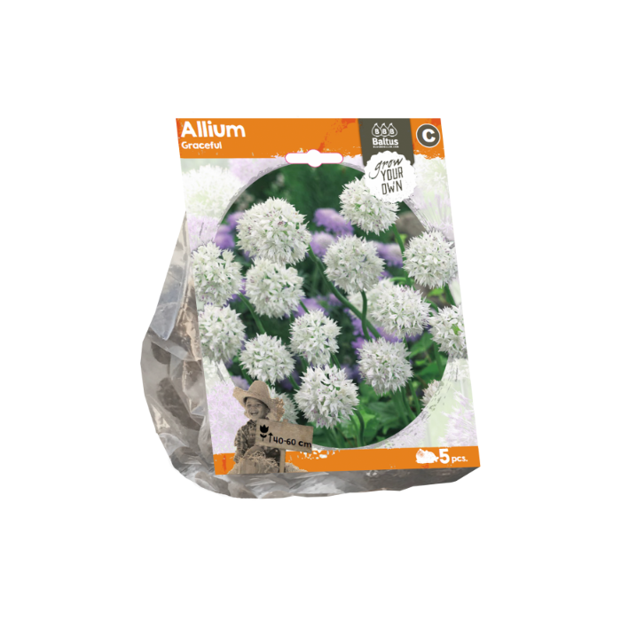 Allium Graceful (Sp) per 5 - BA324070