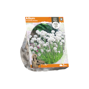 Allium Gracefully Beauty (Sp) per 3 - BA324080