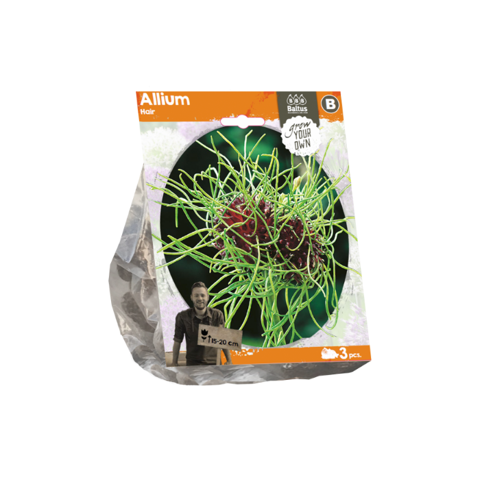 Allium Hair (Sp) per 3 - BA324090