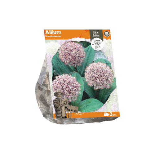 Allium Karatviense (Sp) per 3 - BA324110