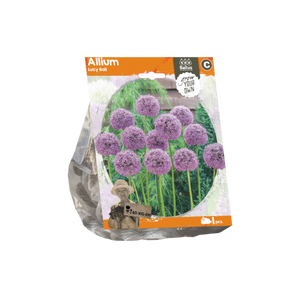 Allium Lucy Ball (Sp) per 1 - BA324120