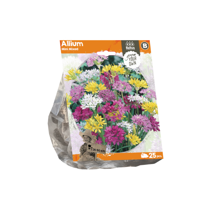 Allium Mini Mixed (Sp) per 25 - BA324130