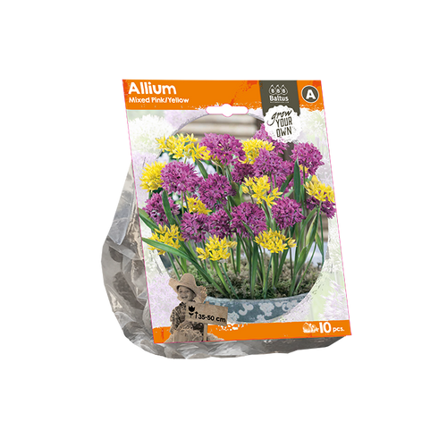 Allium Mixed Pink/Yellow (Sp) per 10 - BA324140