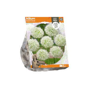 Allium Mount Everest (Sp) per 1 - BA324150