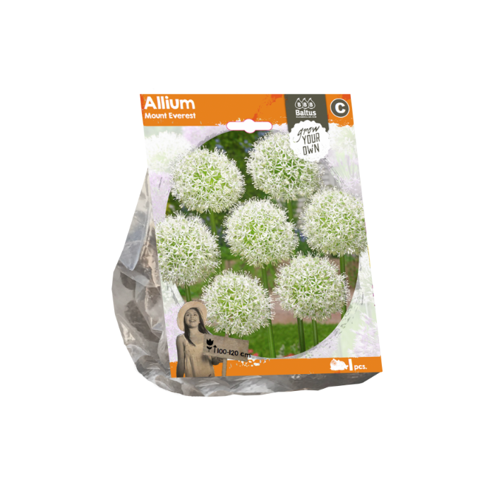 Allium Mount Everest (Sp) per 1 - BA324150