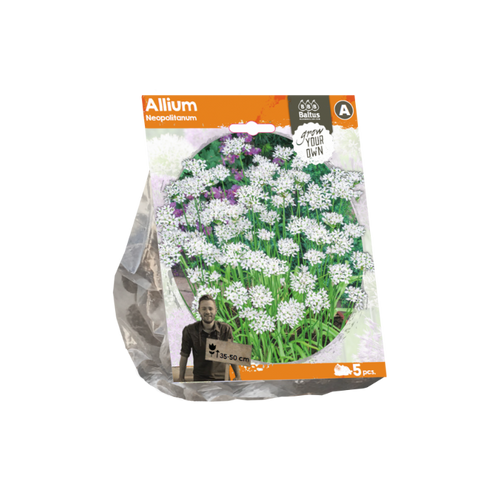 Allium Neopolitanum (Sp) per 5 - BA324160