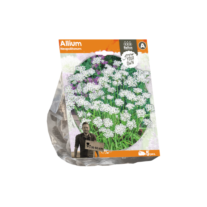 Allium Neopolitanum (Sp) per 5 - BA324160