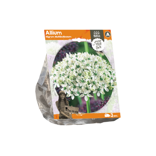 Allium Nigrum Multibulbosum (Sp) per 3 - BA324170
