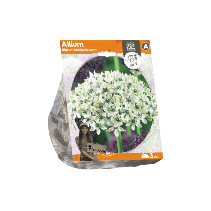 Allium Nigrum Multibulbosum (Sp) per 3 - BA324170