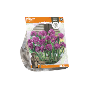 Allium Oreophilum (Sp) per 10 - BA324180