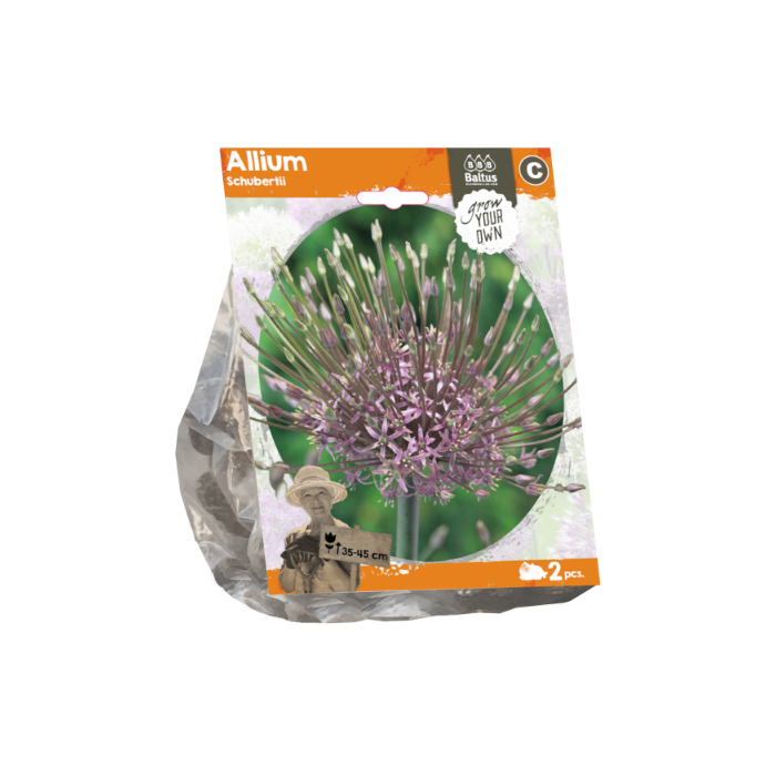 Allium Schubertii (Sp) per 2 - BA324190