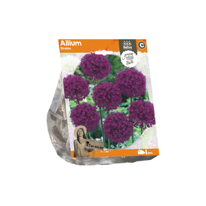 Allium Stratos (Sp) per 1 - BA324210