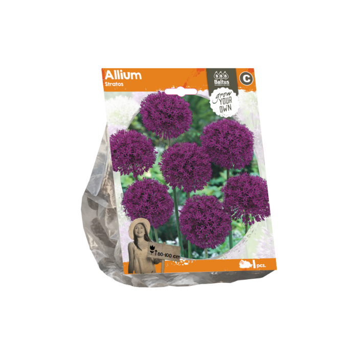 Allium Stratos (Sp) per 1 - BA324210